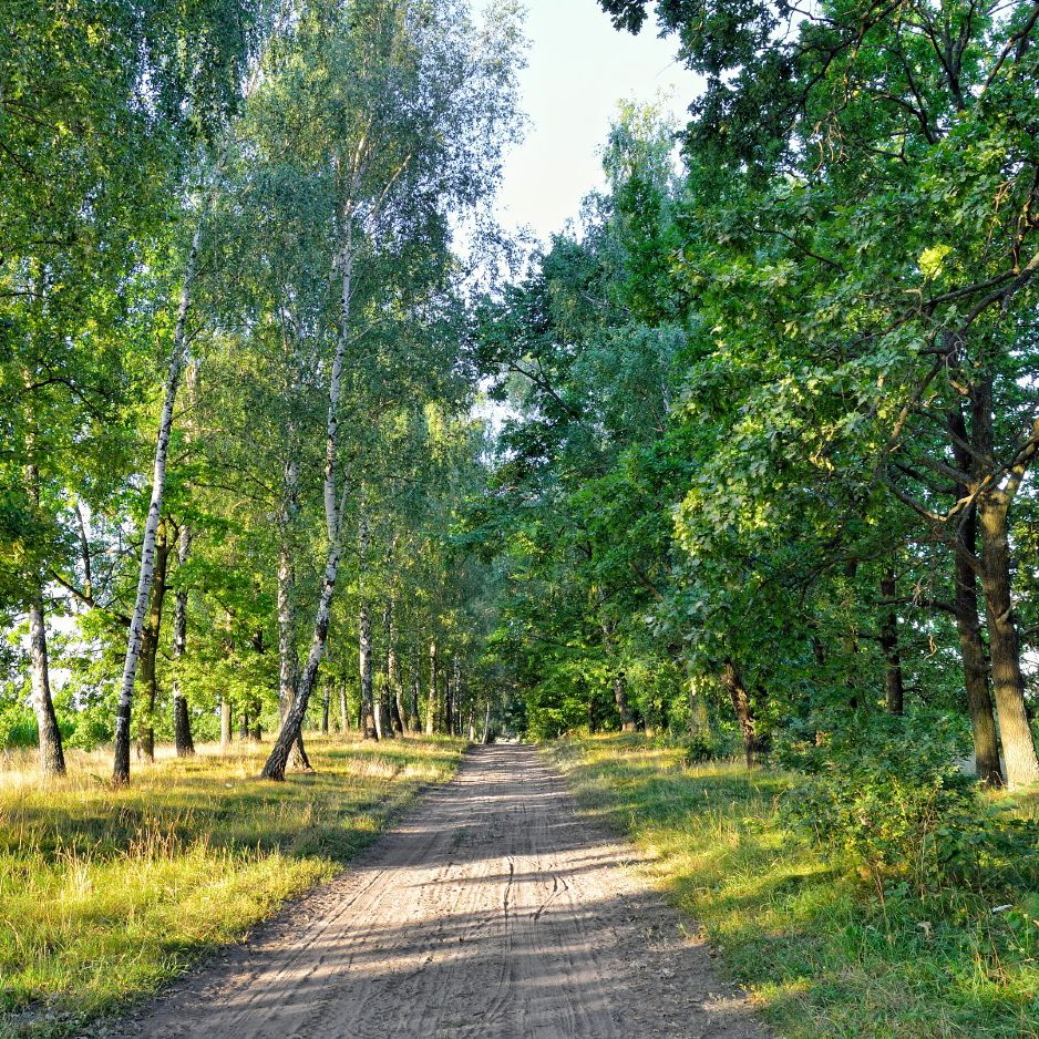 Skovvej